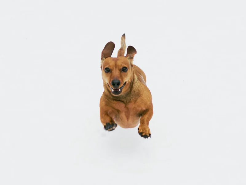 why-pet-insurance-matters-in-uae-salama-insurance